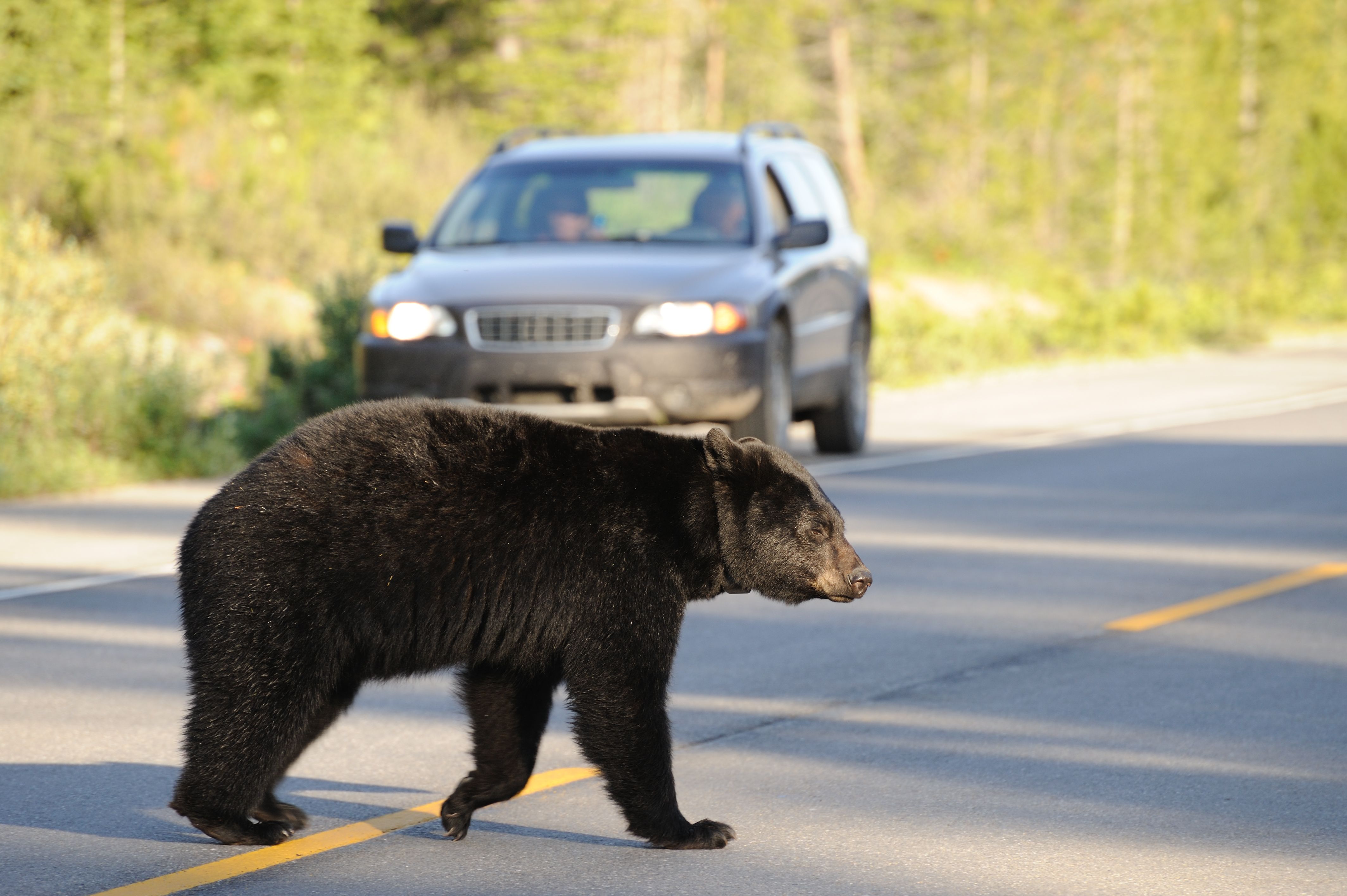 Bear Tries To Break Into Car Friends Scares It Away By Screaming