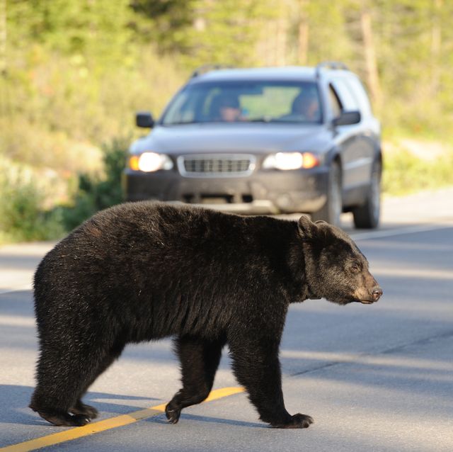 bear crossing road