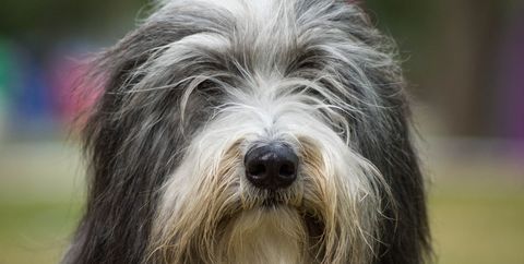 bearded collie dog