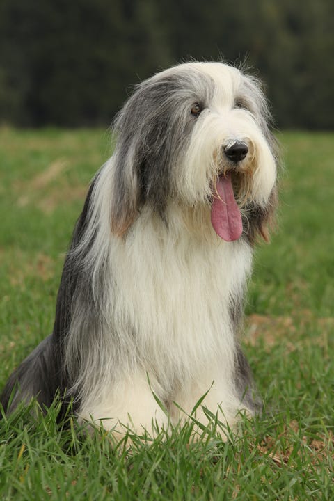 are bearded collies smart dogs