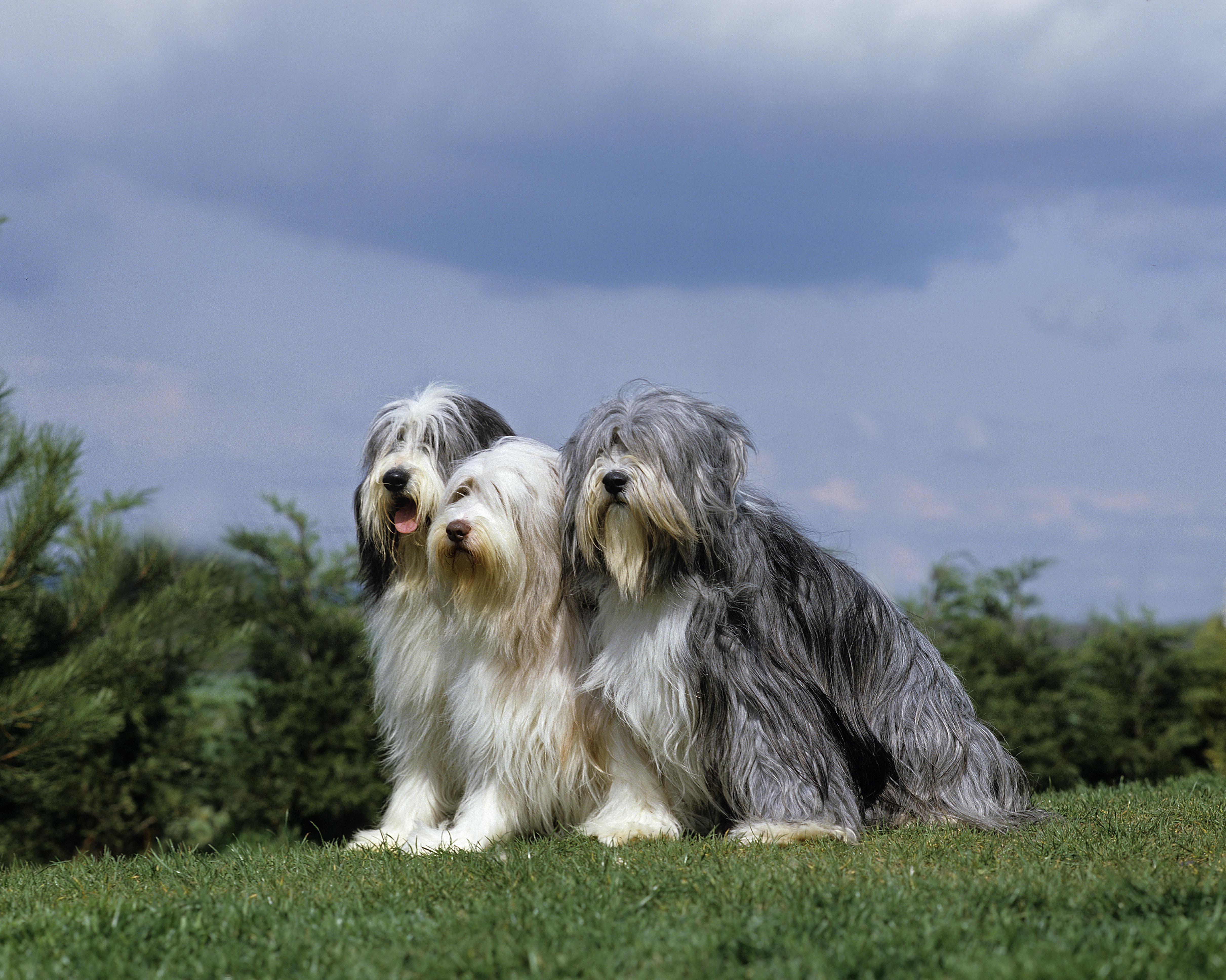 are bearded collies smart dogs