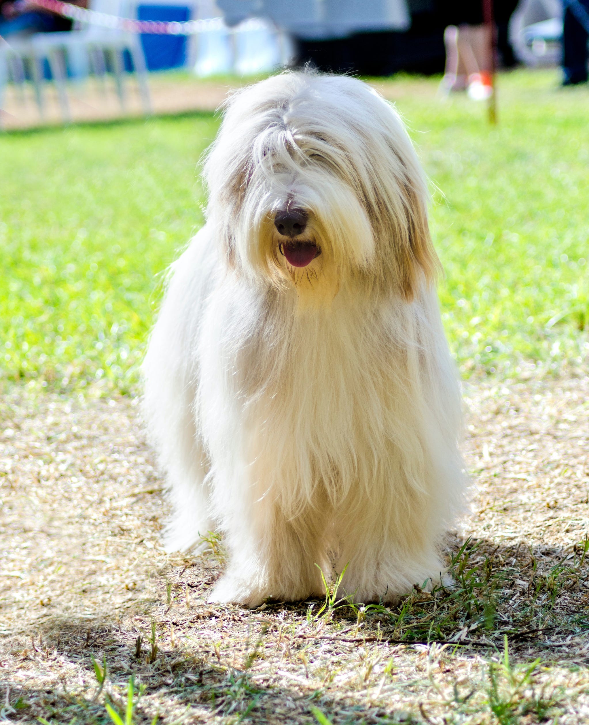 how to cut a bearded collie