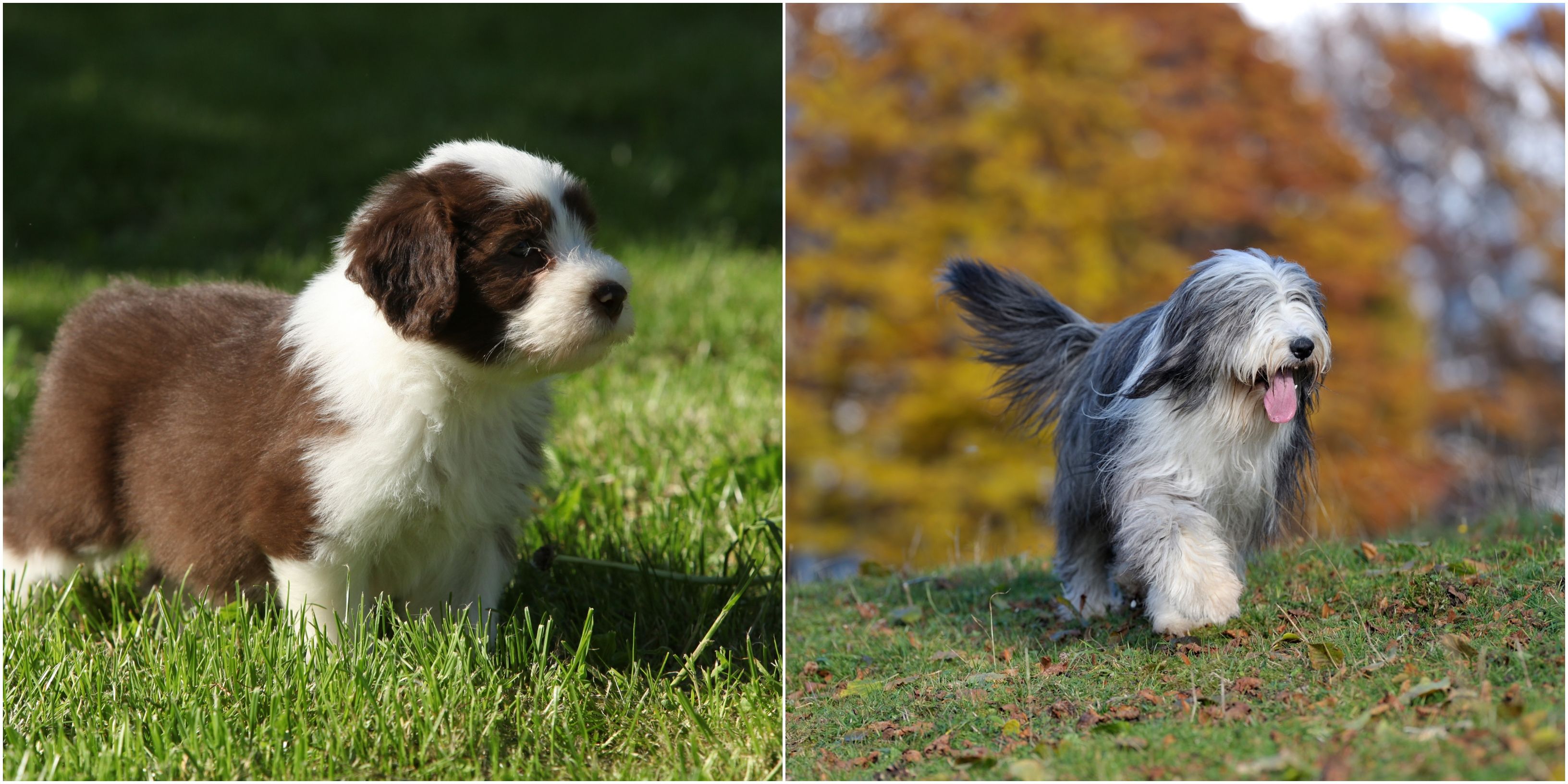 Dog Breeds That Look Different As Puppies