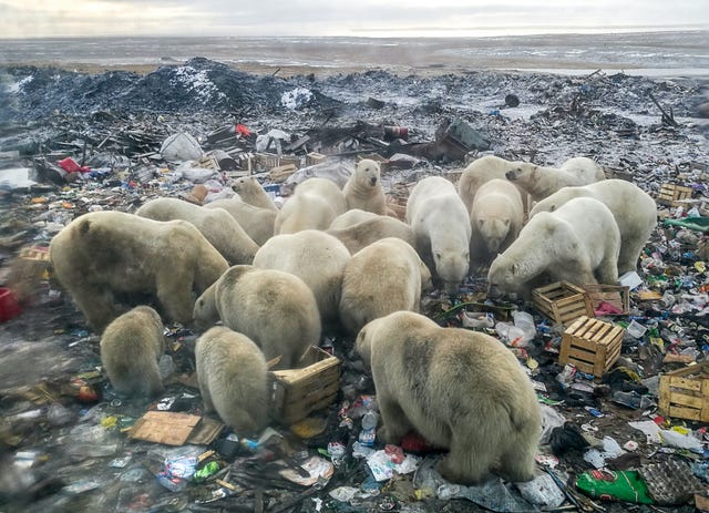 TOPSHOT-RUSSIA-ARCTIC-ENVIRONMENT-ANIMAL-CLIMATE topshot a picture taken on october 31, 2018 shows polar bears feeding at a garbage dump near the village of belushya guba, on the remote russian northern novaya zemlya archipelago, a tightly controlled military area where a village declared a state of emergency in february after dozens of bears were seen entering homes and public buildings scientists say conflicts with ice dependent polar bears will increase in the future due to arctic ice melting and a rise of human presence in the area as moscow bolsters economic and military activity in the arctic an
