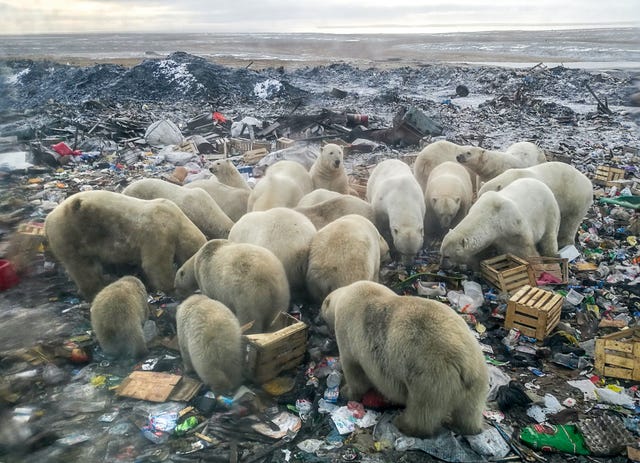 topshot   a picture taken on october 31, 2018 shows polar bears feeding at a garbage dump near the village of belushya guba, on the remote russian northern novaya zemlya archipelago, a tightly controlled military area where a village declared a state of emergency in february after dozens of bears were seen entering homes and public buildings   scientists say conflicts with ice dependent polar bears will increase in the future due to arctic ice melting and a rise of human presence in the area as moscow bolsters economic and military activity in the arctic an 