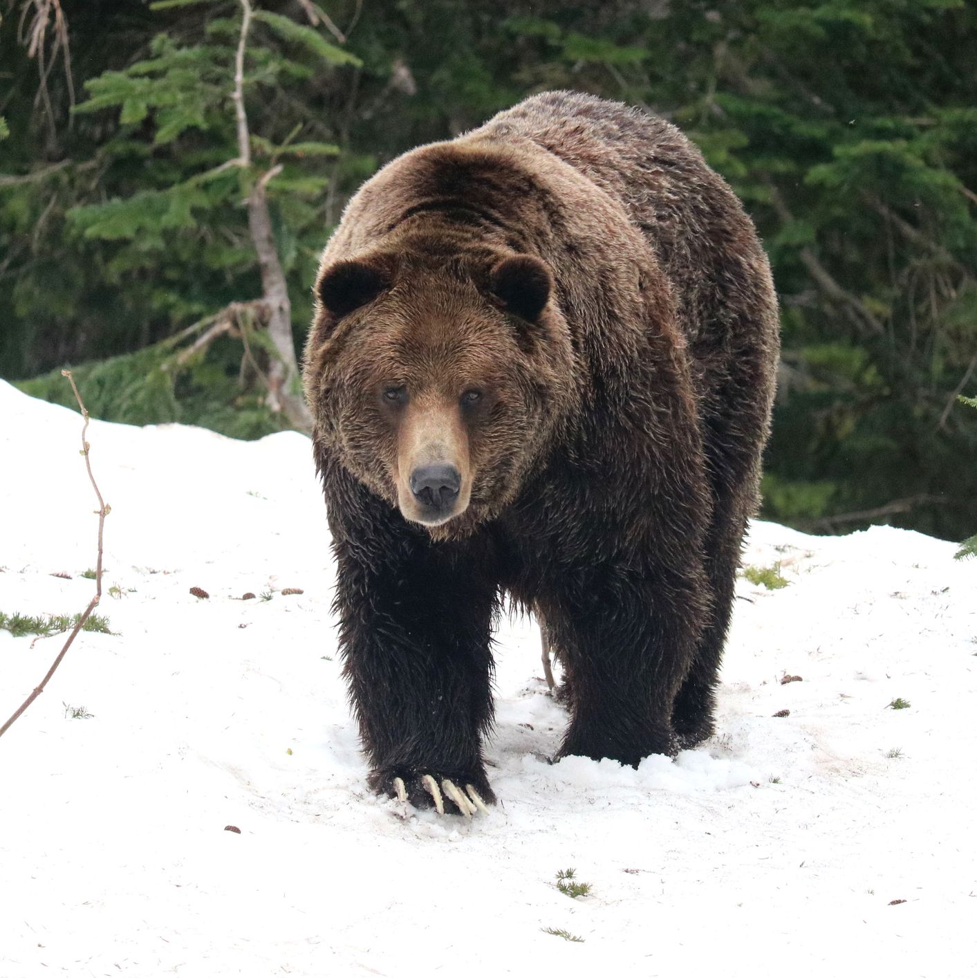 Why Half-Asleep Bears Are Desperately Wandering Around Russia Right Now