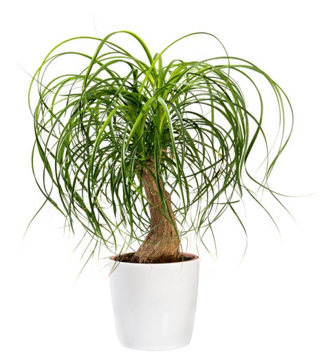 Indoor Palm Plants Care Tips - Types of Indoor Palm Plants