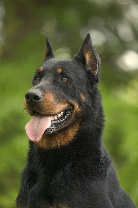 beauceron - rare dog breeds