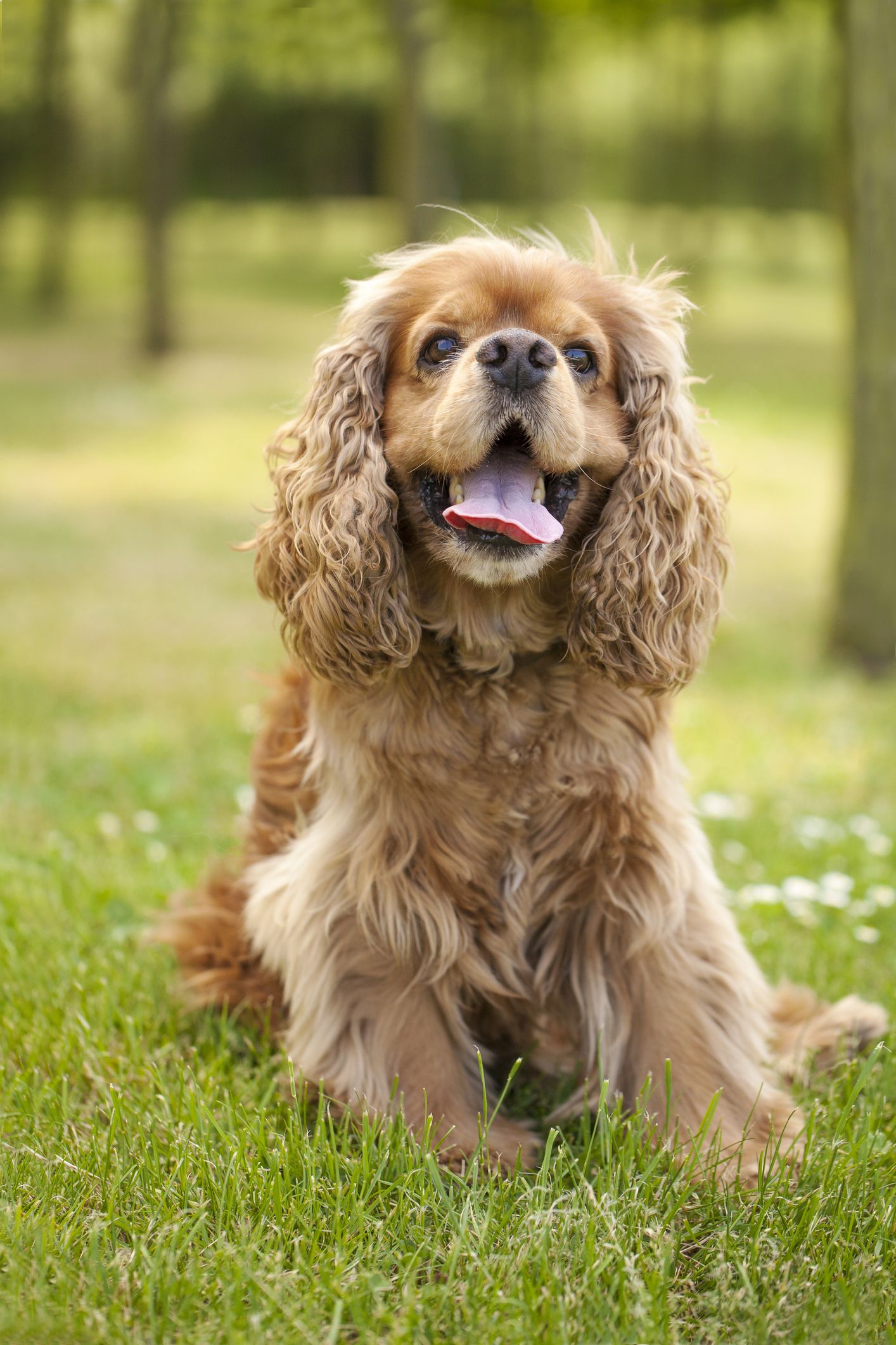 cute and friendly dog breeds