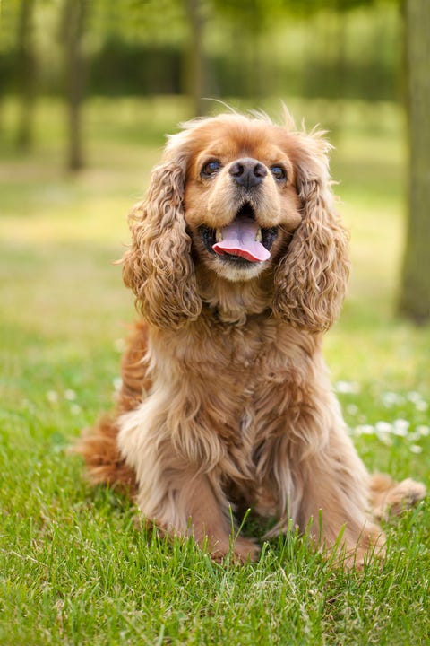 american cocker spaniel dog