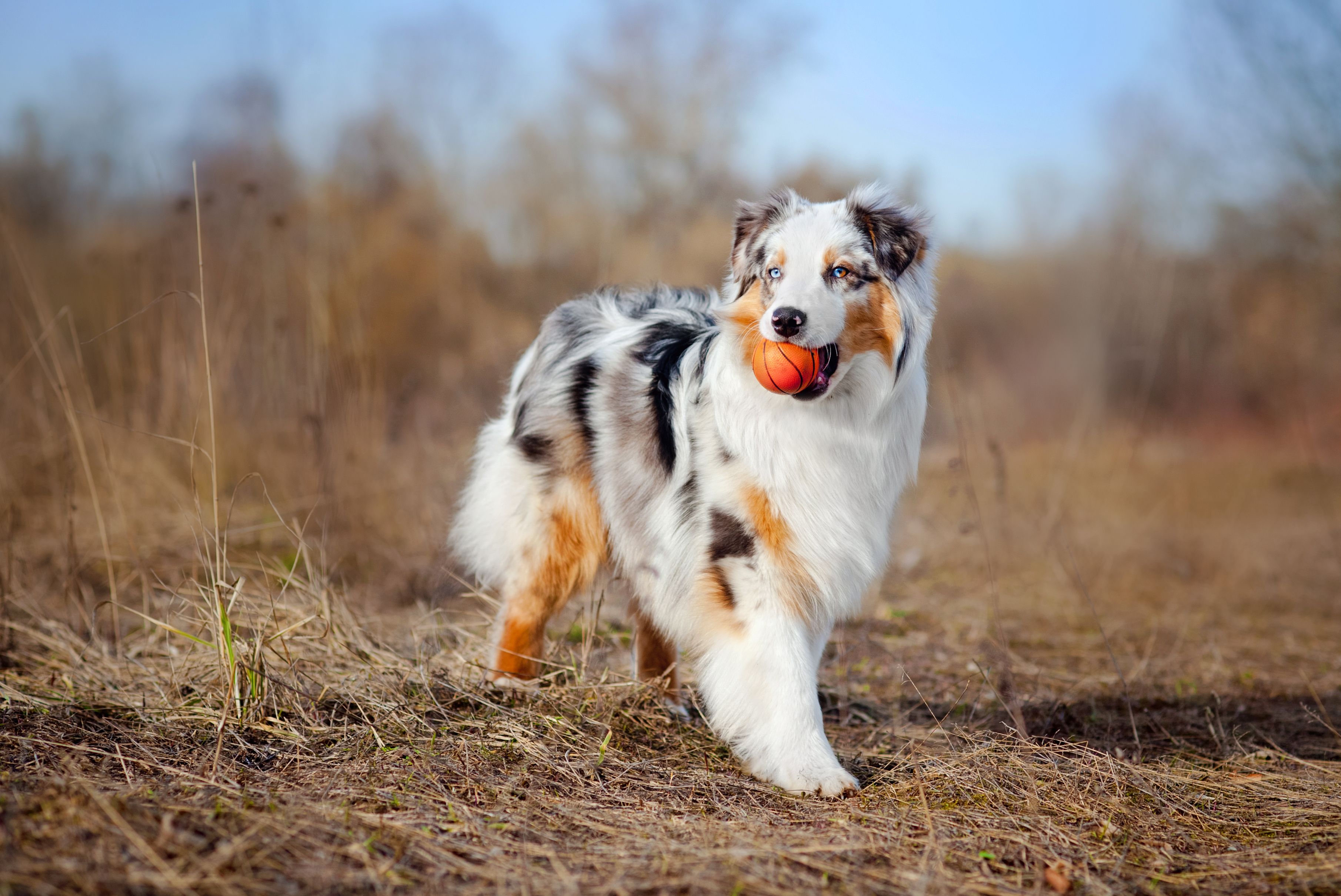 large dog breeds