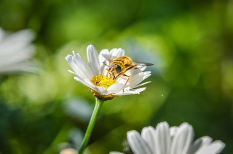 Beautiful bee on daisy flower