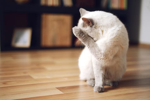 How To Get Rid Of Cat Pee Smell On Carpet And Wood Remove Cat