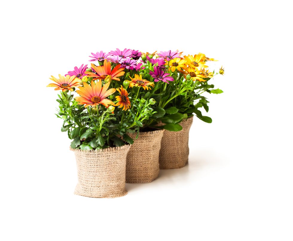 6 квітів, які можуть покращити ваше психічне здоровя