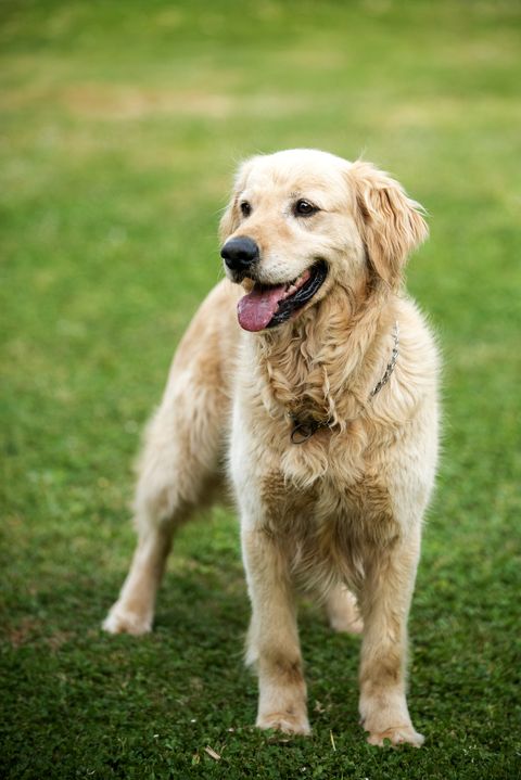 beautiful golden retriever dog
