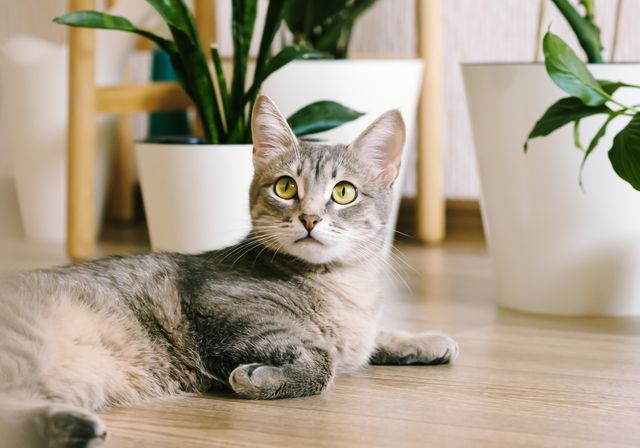 houseplants safe for cats a beautiful gray cat lies on the floor in an apartment against a background of green indoor flowers
