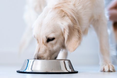 dog eating food from bowl