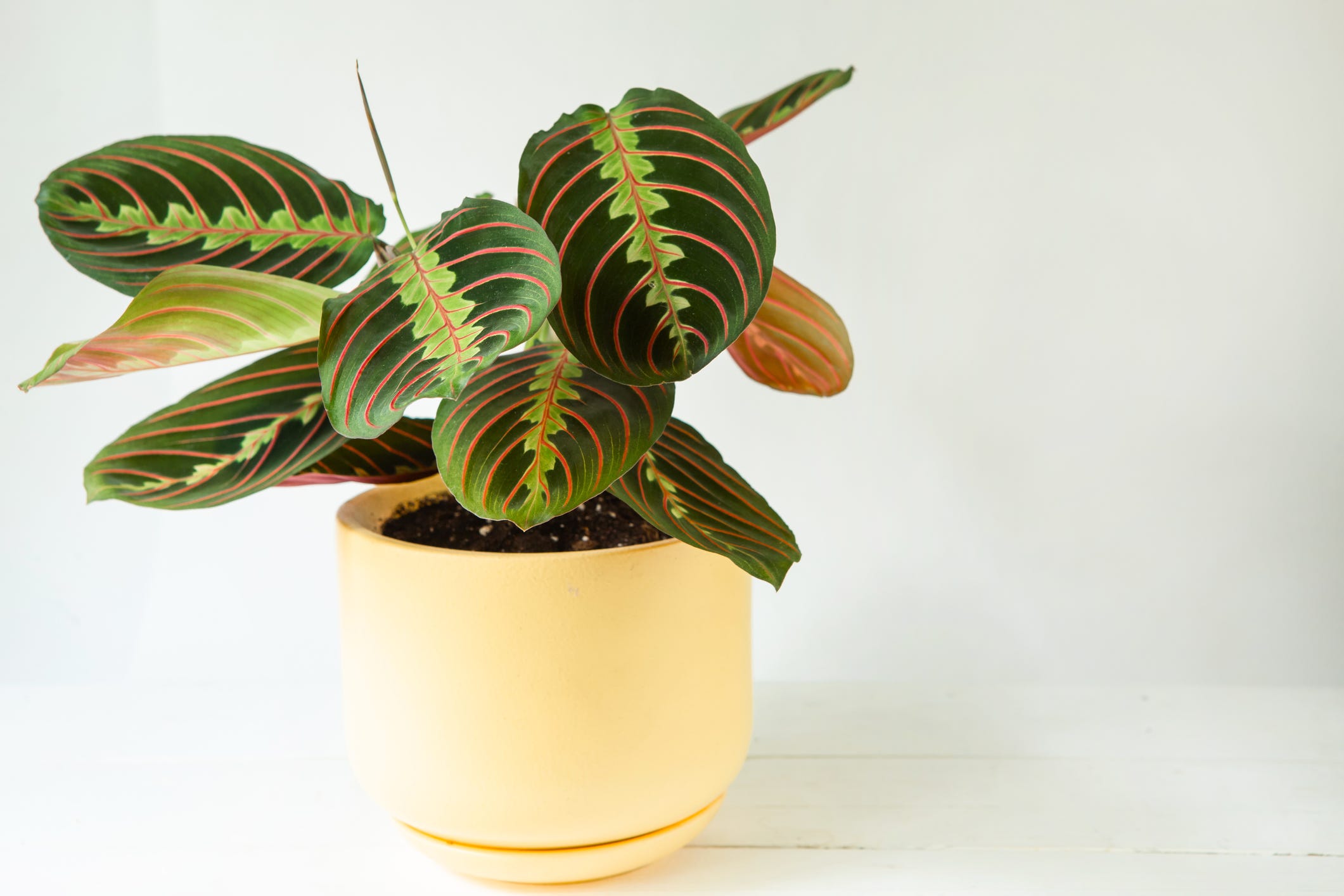 Just Bought a Prayer Plant? Here's How to Care for It