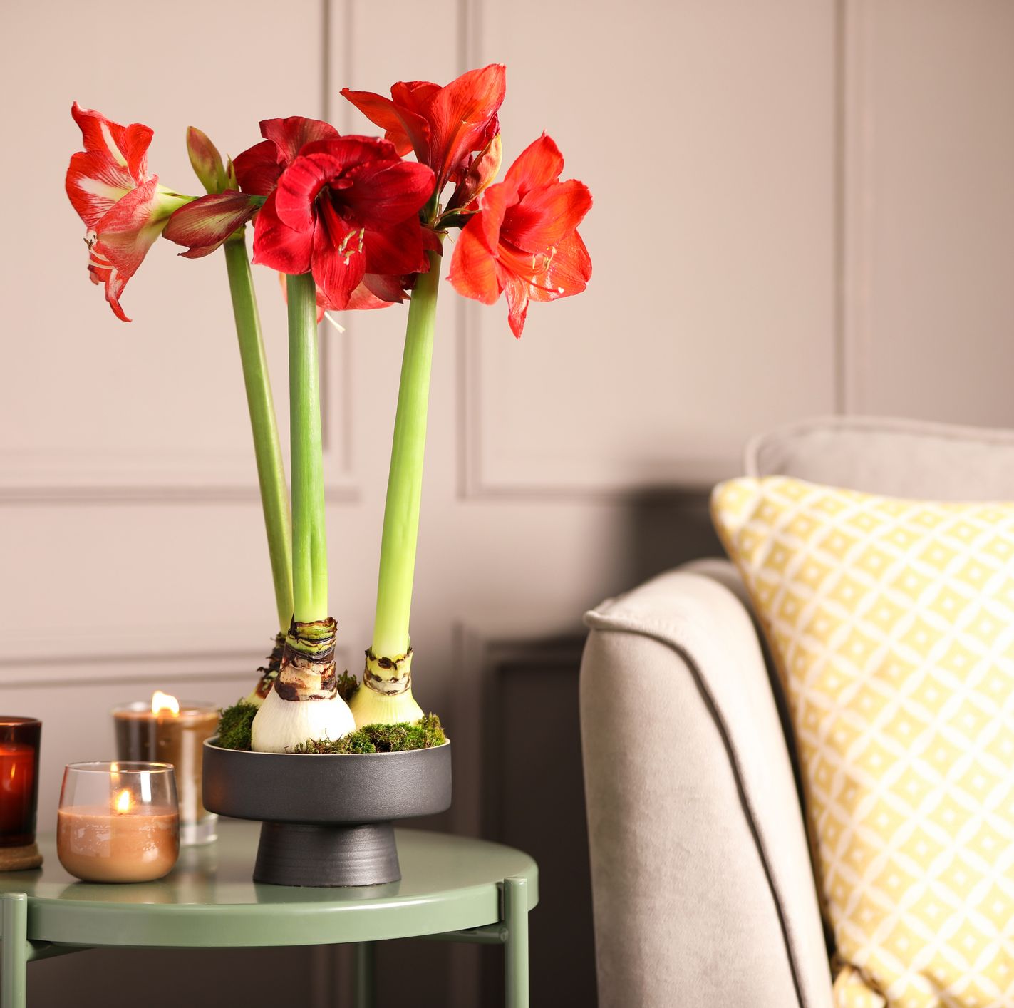 Should You Save the Bulb From Your Holiday Amaryllis?