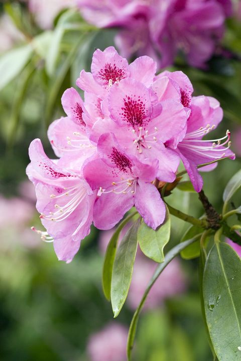 a beautiful rhododendron flower head