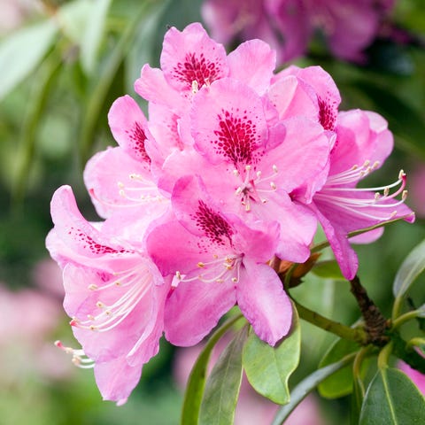 11 Best Flowers To Plant For Spring When To Plant Daffodils Tulips Rhododendrons And More 11 Best Flowers To Plant For Spring When To Plant Daffodils Tulips Rhododendrons And More