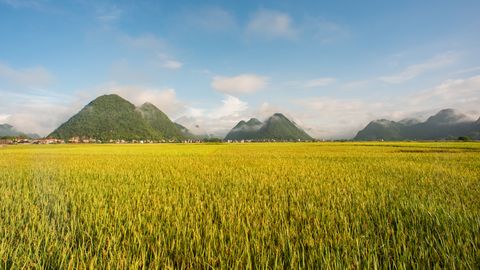 beautiful rice field in front of ban gioc waterfalldetian waterfall