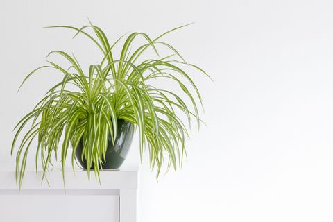 beautiful spider plant, chlorophytum, isolated in a minimalist living room