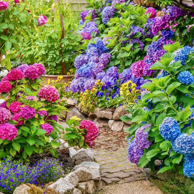  Beautiful Flowering Shrubs Best Flowering Bushes For Gardens - Best Outdoor Plants For Landscaping