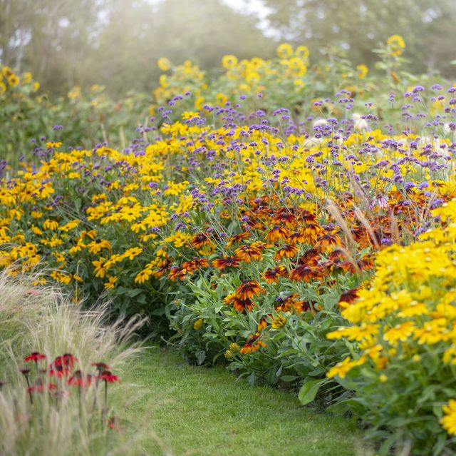 20 Best Perennial Plants - Easy Perennial Plants and Flowers