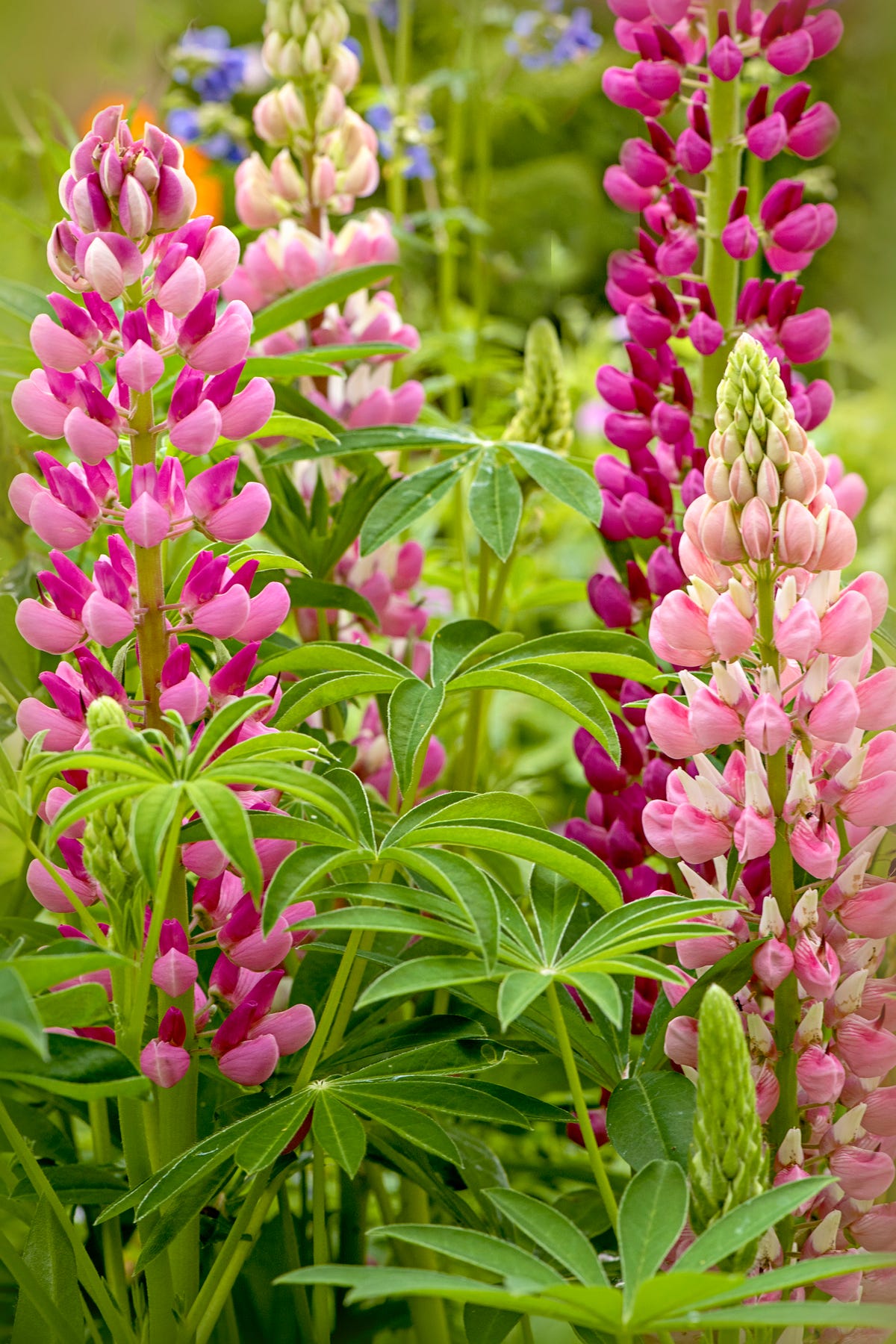 Where To Buy Plants Online During Coronavirus Lockdown