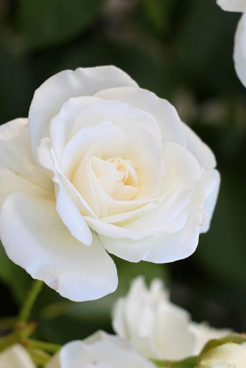 close up of white rose blooming outdoors