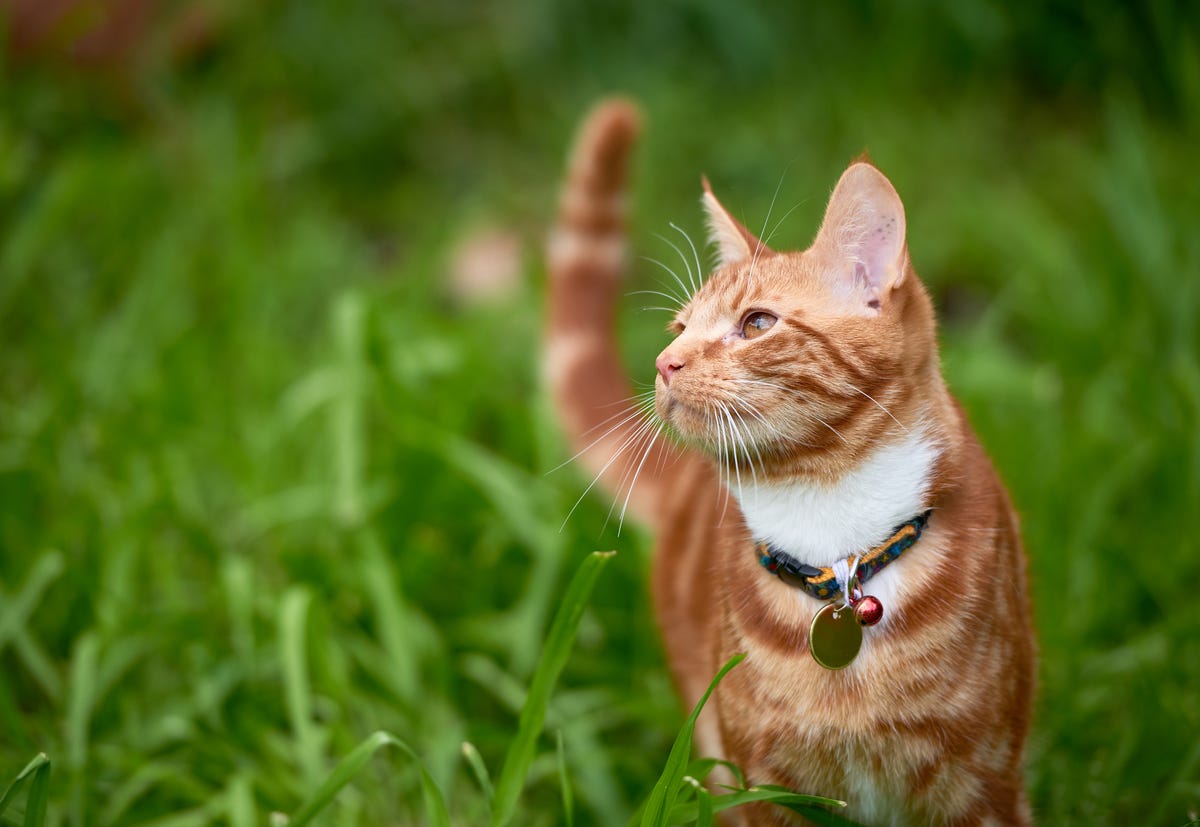 How To Stop Cats Pooping In The Garden 6 Simple Tips To Deter