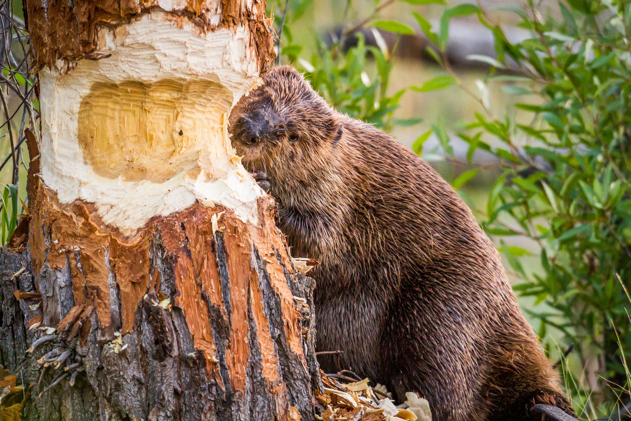 Filling up beautys beaver