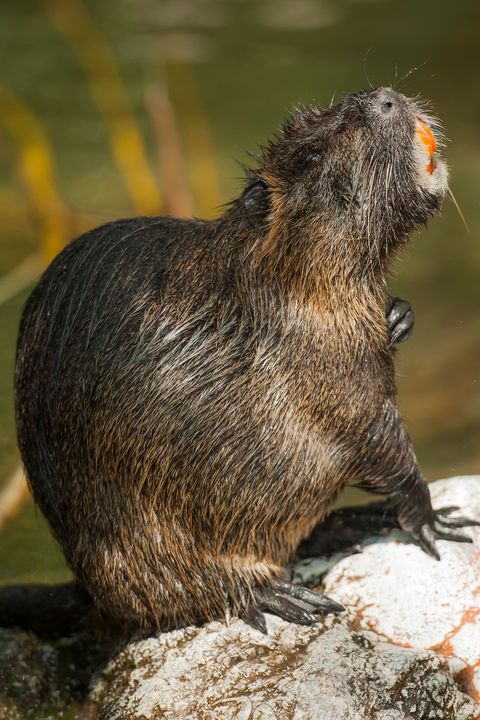 Beaver sitting on stone