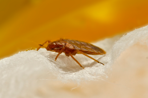 how to get rid of bed bugs