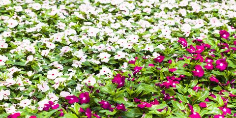Best Bedding Plants For Summer, Shady Corners and Autumn/Winter
