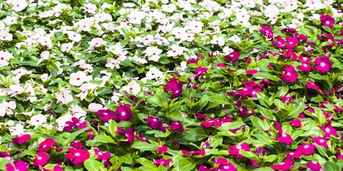 Best Bedding Plants For Summer, Shady Corners and Autumn/Winter