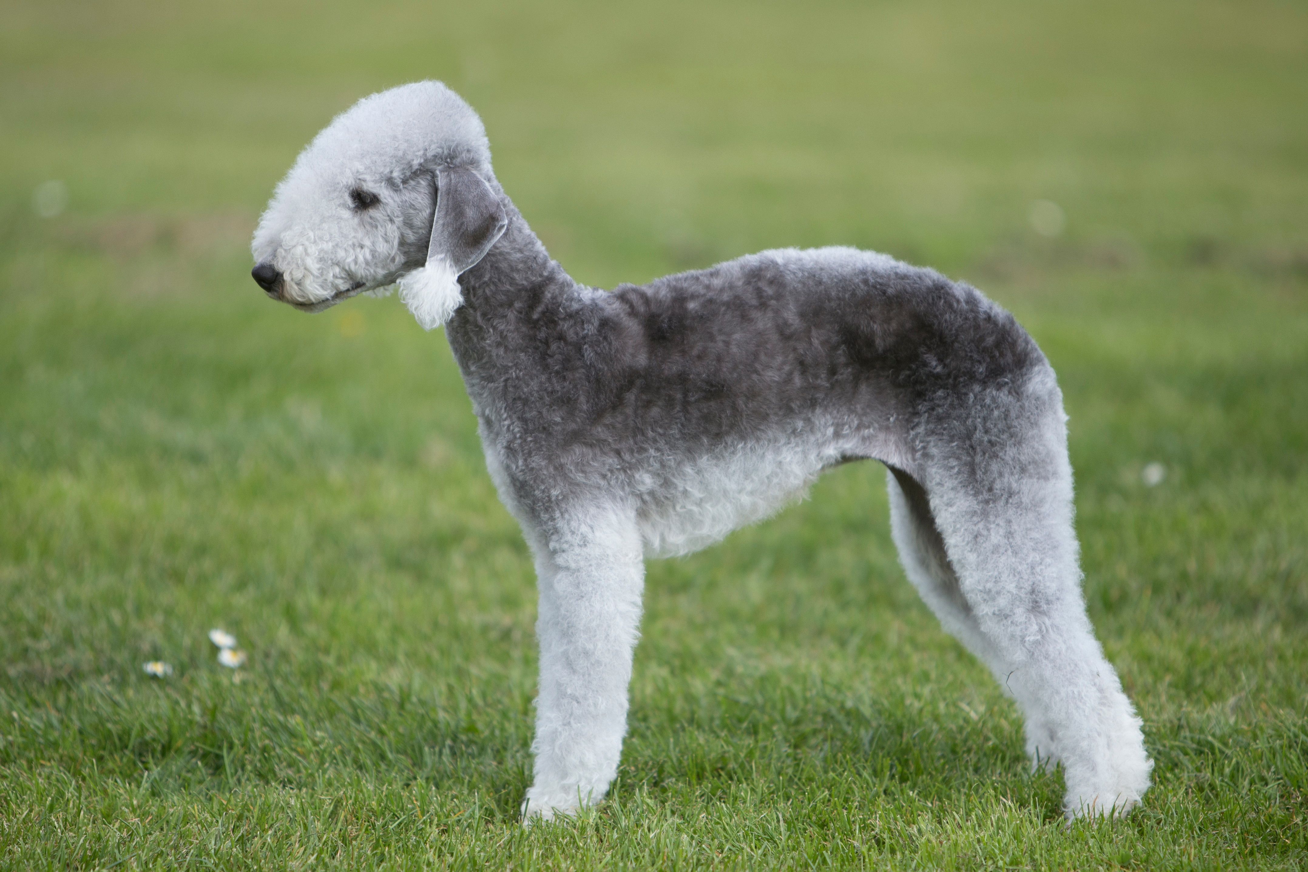 bedlington terrier credit ruth dalrymple and the kennel club 1615203308