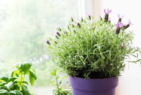 blooming lavender in purple pot on a sunny bedroom windowsill