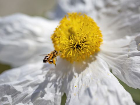 注目のスーパーフード ハチが集めた花粉ビーポーレンの基礎知識