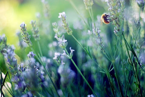 Bee and lavender