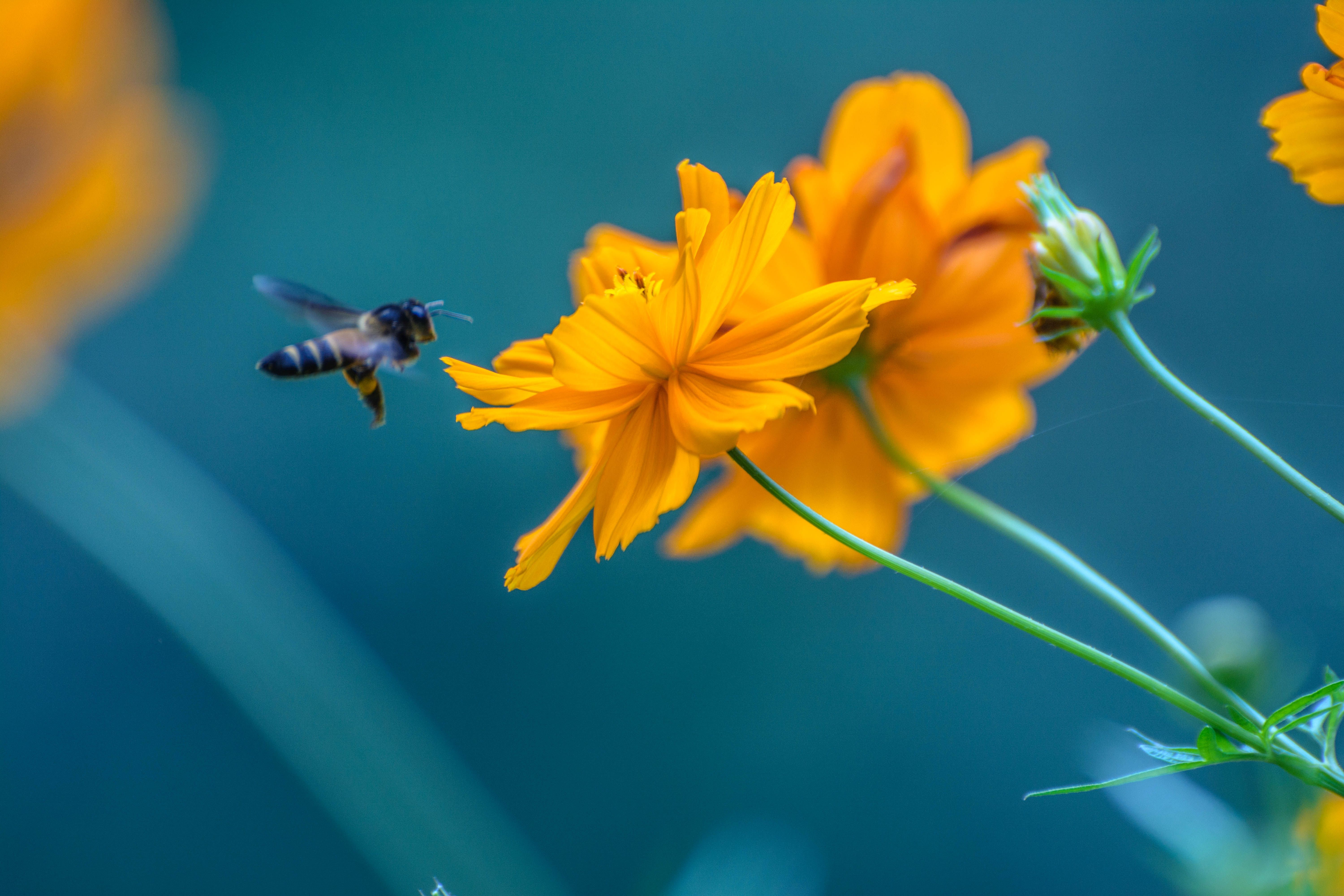 注目のスーパーフード！ハチが集めた花粉ビーポーレンの基礎知識