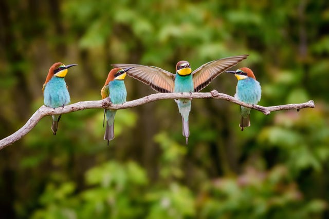 four european beeeater merops apiaster birds perching on branch