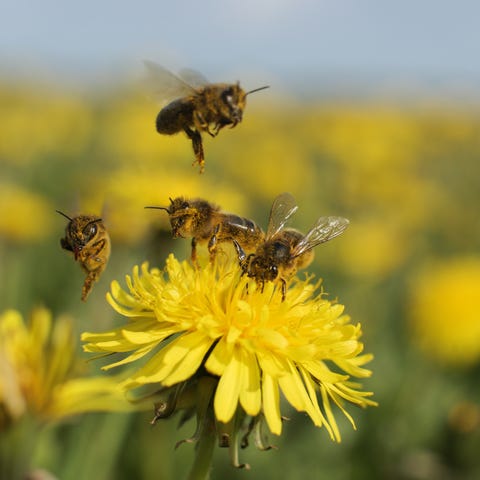 Bee on dandelion