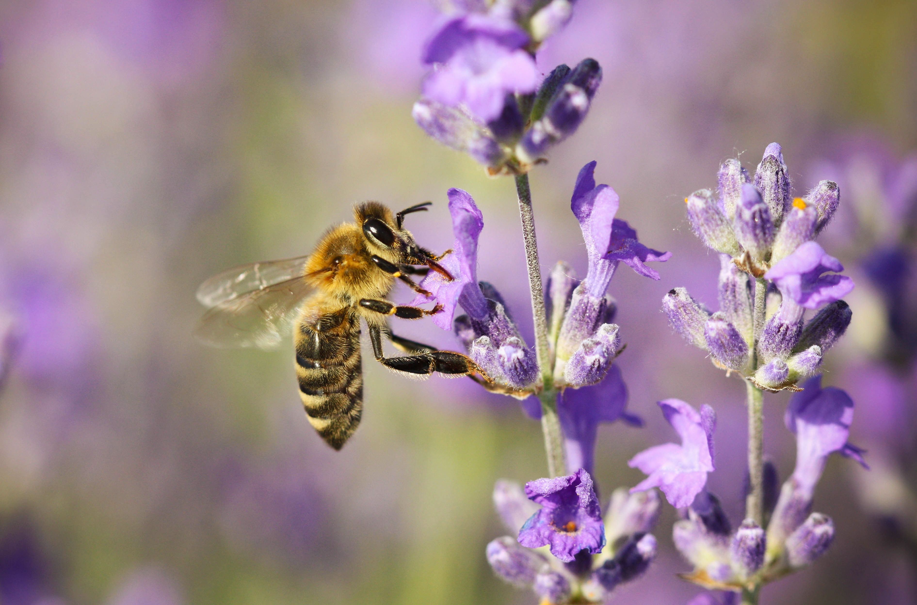 Bee Pollinating Lavender Flower Tihany Hungary Royalty Free Image 980595520 1556641316 