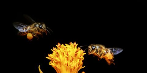 ミツバチが作り出すスーパーフード ビーポーレン 蜂花粉 ってなに 効果 栄養素は
