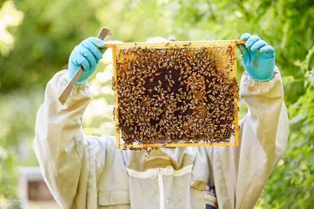 Virtual Beekeeping Events Are Buzzzing in 2021