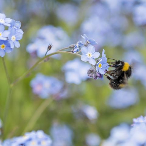 a single bumblebee busy pollinating a group of myosotis, commonly known as the forget me not, a wildflower abundant in the uk in the early summer months