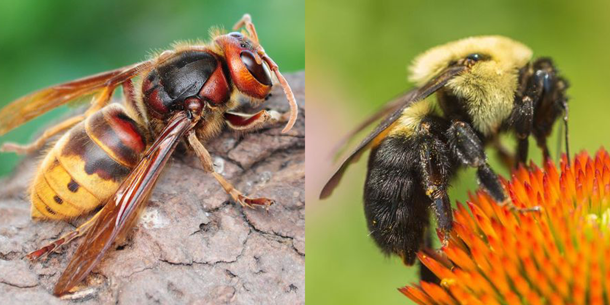 Bees vs Wasps vs Hornets - How to ID and Tell the Difference. 
