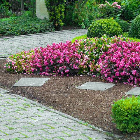 18 Best Edging Plants For, Year Round Plants For Landscaping Uk